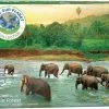 Common Ground Games Rainforest 1000pc Puzzle Puzzles