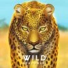 Common Ground Games Board Games Wild: Serengeti KS